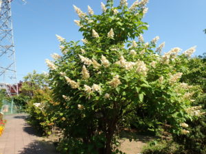 ノリウツギ　全体